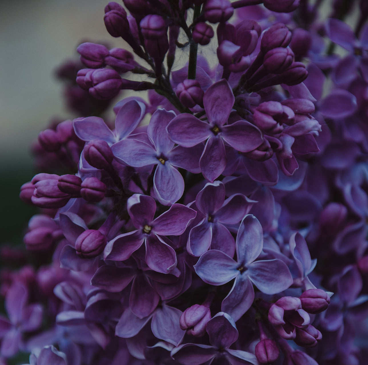 焚き火の音がするキャンドル Lilac〜ライラック〜