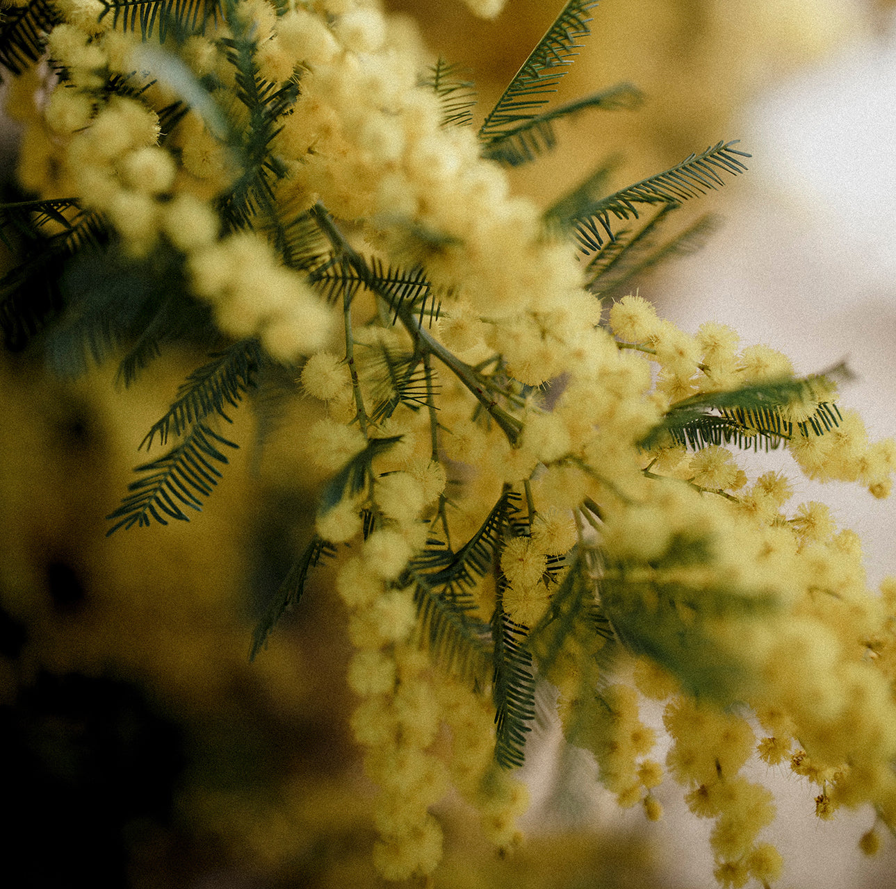 焚き火の音がするキャンドル Mimosa 〜ミモザ〜