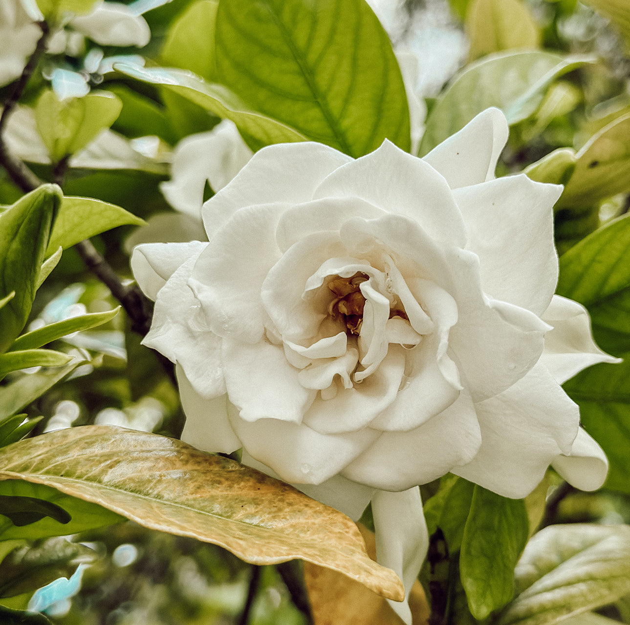 焚き火の音がするキャンドル　Gardenia 〜ガーデニア〜